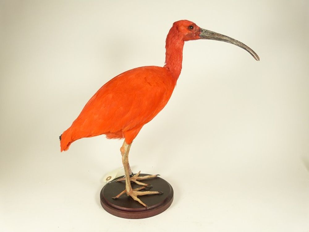 Pièces uniques - Taxidermie écarlate ibis - DMW.NU: TAXIDERMY & INTERIOR