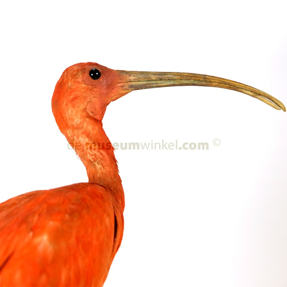 Pièces uniques - Taxidermie écarlate ibis - DMW.NU: TAXIDERMY & INTERIOR