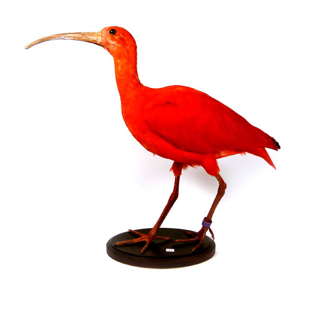 Pièces uniques - Taxidermie écarlate ibis - DMW.NU: TAXIDERMY & INTERIOR