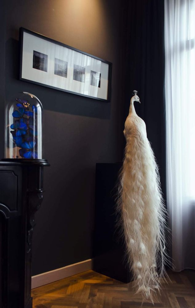 Decorative objects - White peacock taxidermy - decorative object - DMW.NU: TAXIDERMY & INTERIOR