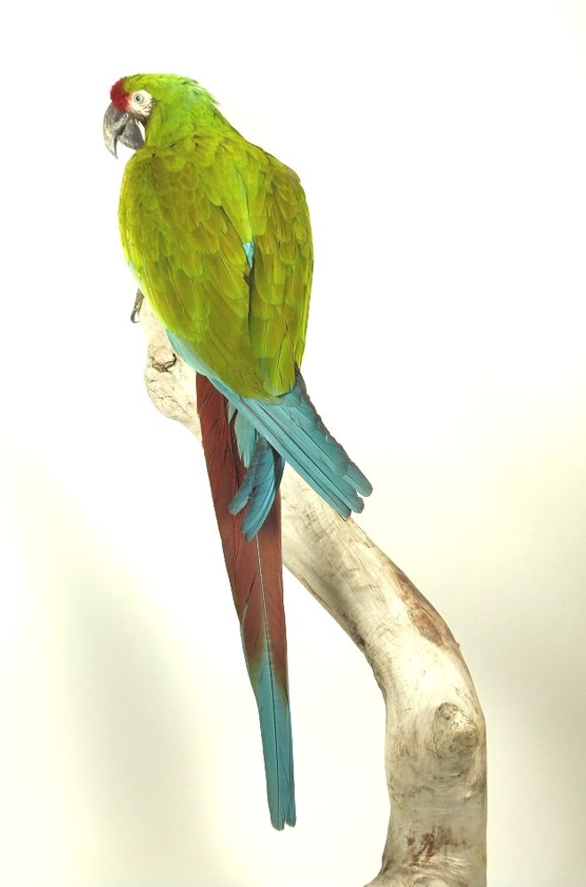 Unique pieces - Parrot taxidermy - Colourful decorative object - DMW.NU: TAXIDERMY & INTERIOR