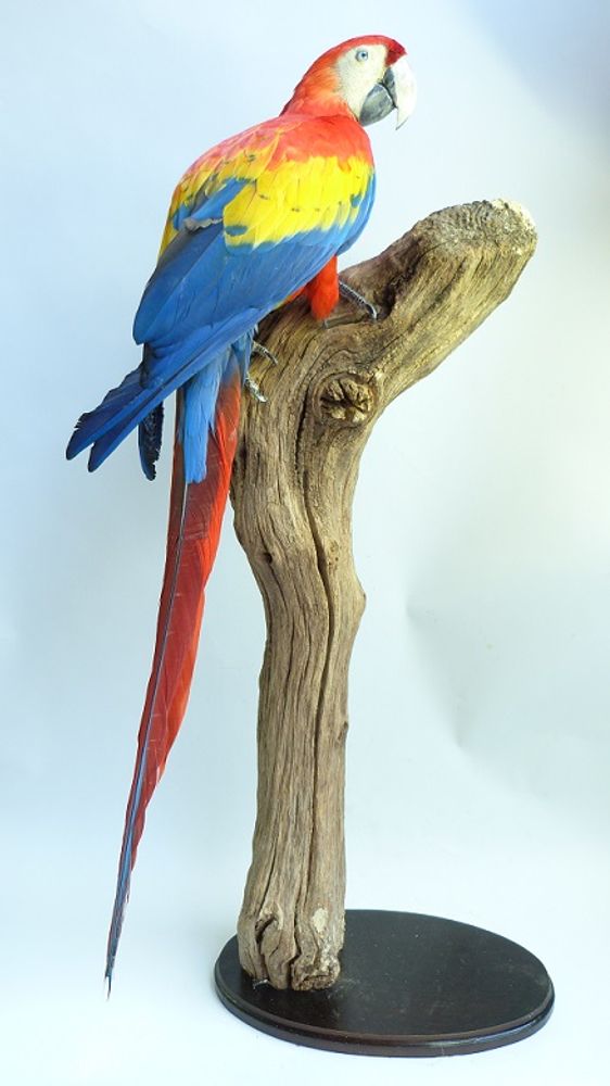 Unique pieces - Parrot taxidermy - Colourful decorative object - DMW.NU: TAXIDERMY & INTERIOR
