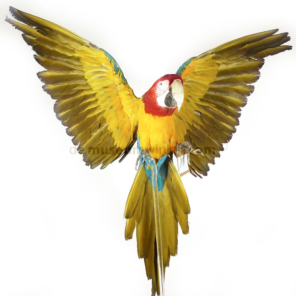 Unique pieces - Parrot taxidermy - Colourful decorative object - DMW.NU: TAXIDERMY & INTERIOR