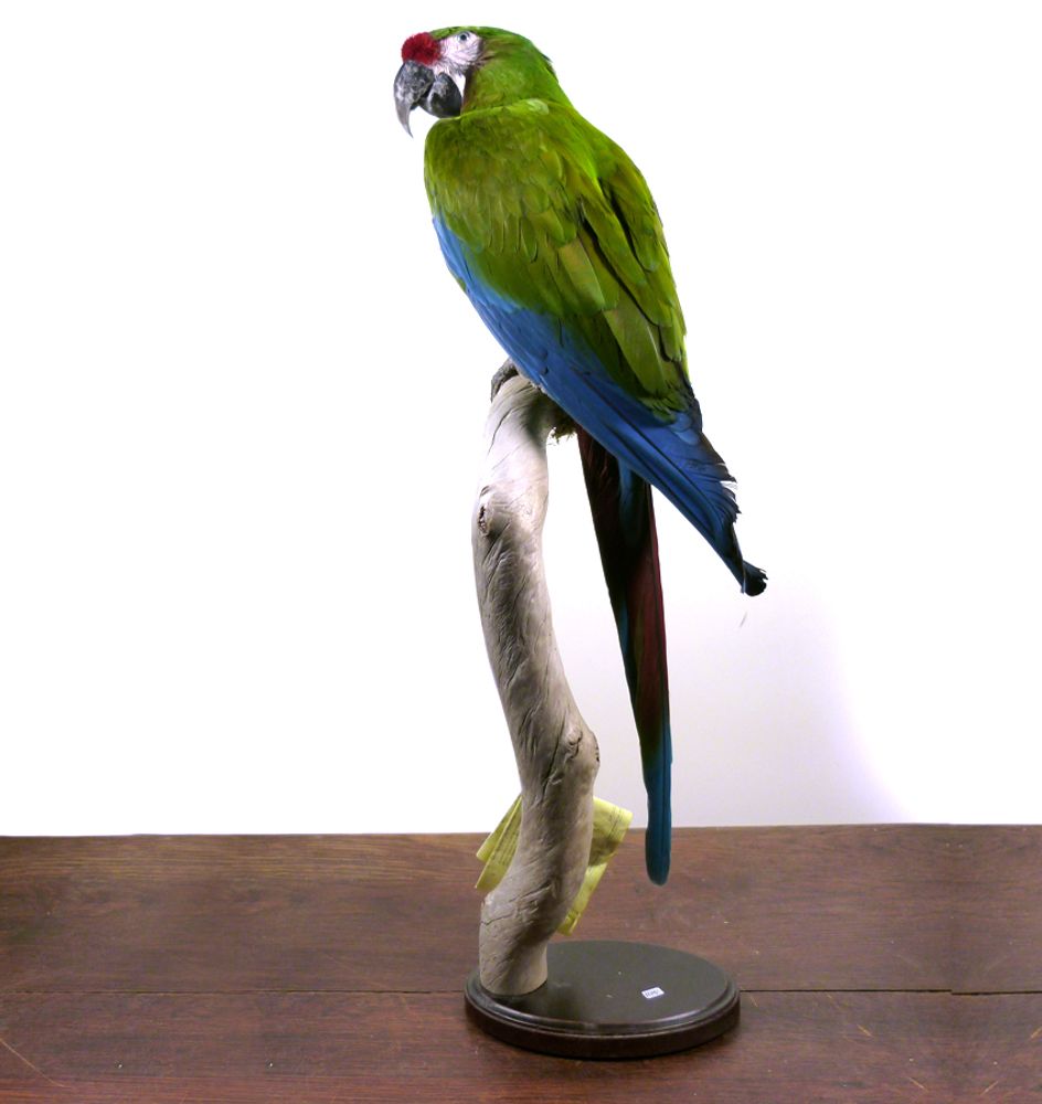 Unique pieces - Parrot taxidermy - Colourful decorative object - DMW.NU: TAXIDERMY & INTERIOR