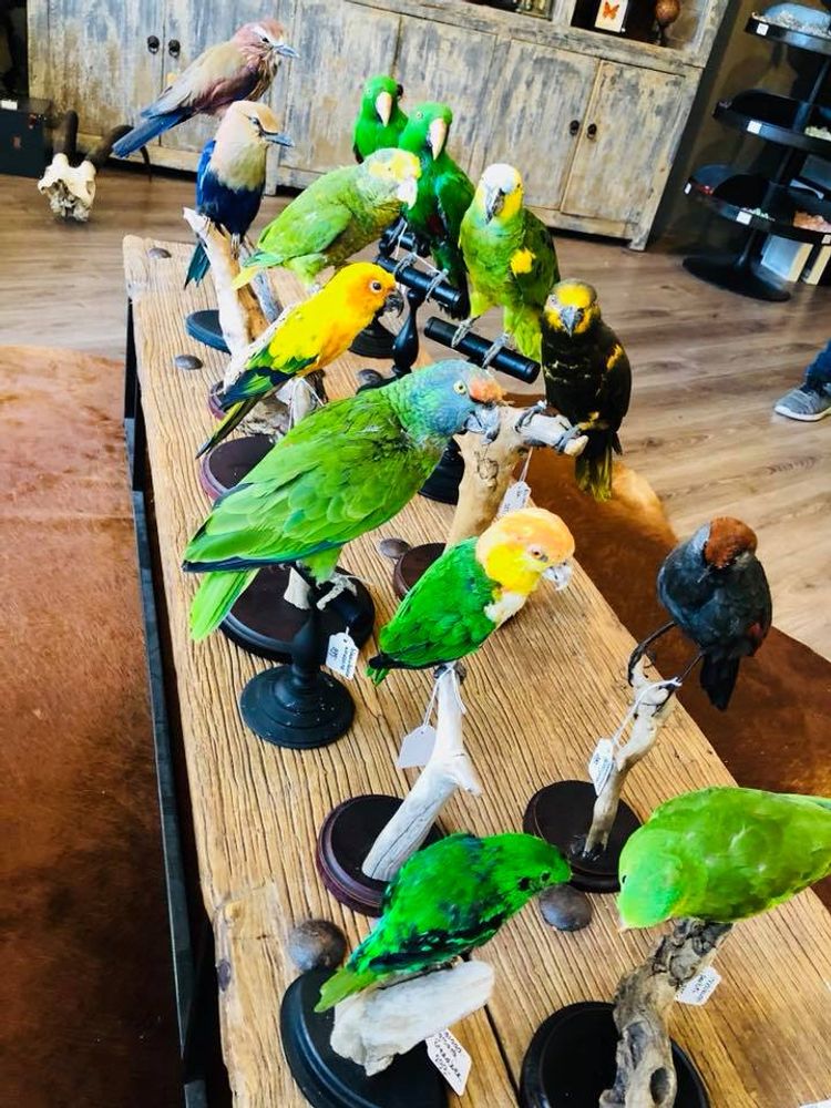Unique pieces - Parrot taxidermy - Colourful decorative object - DMW.NU: TAXIDERMY & INTERIOR