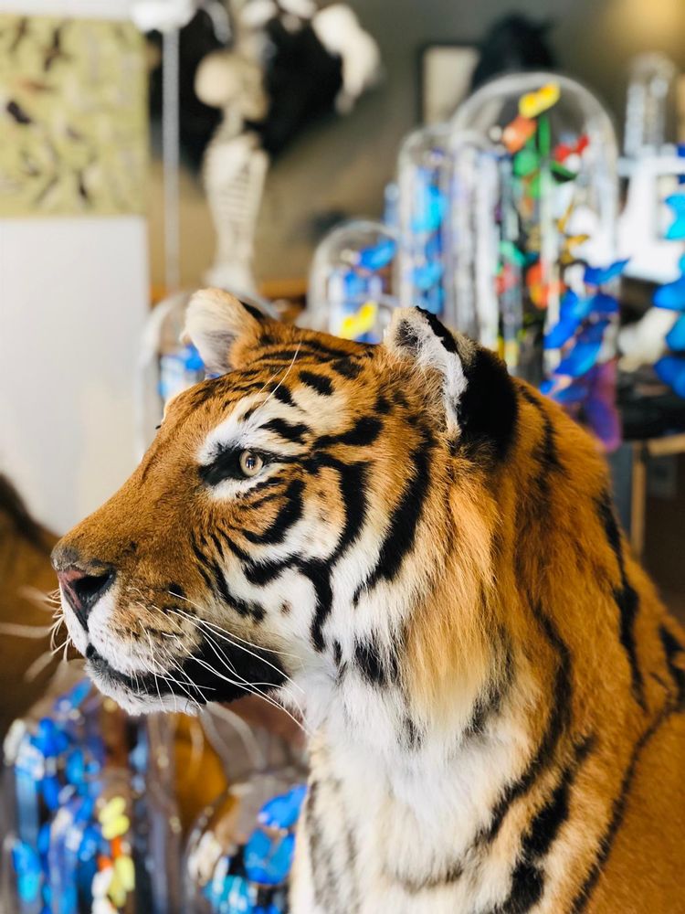 Decorative objects - Lion & Tiger taxidermy - Decorative and unique object - DMW.NU: TAXIDERMY & INTERIOR