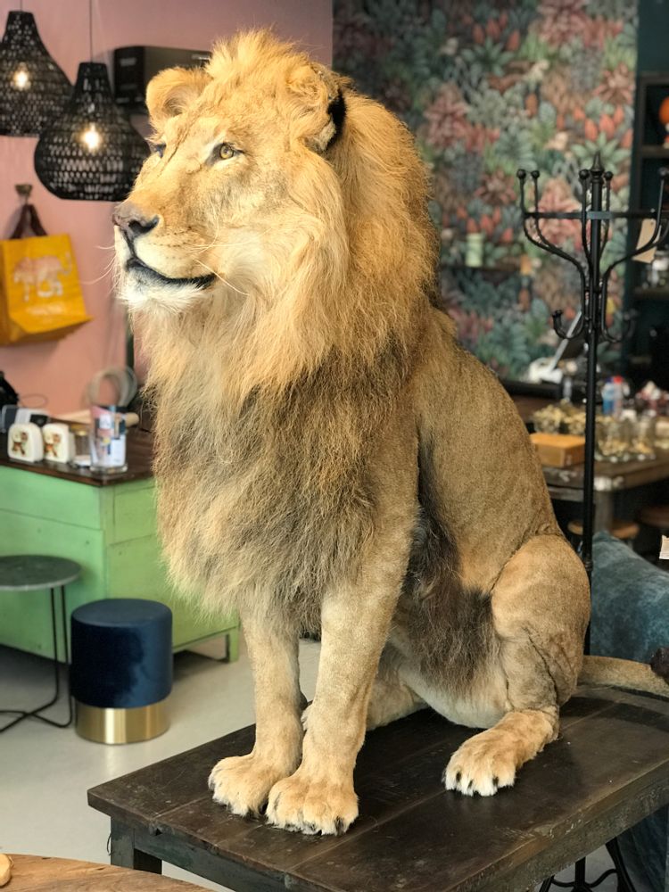 Decorative objects - Lion & Tiger taxidermy - Decorative and unique object - DMW.NU: TAXIDERMY & INTERIOR