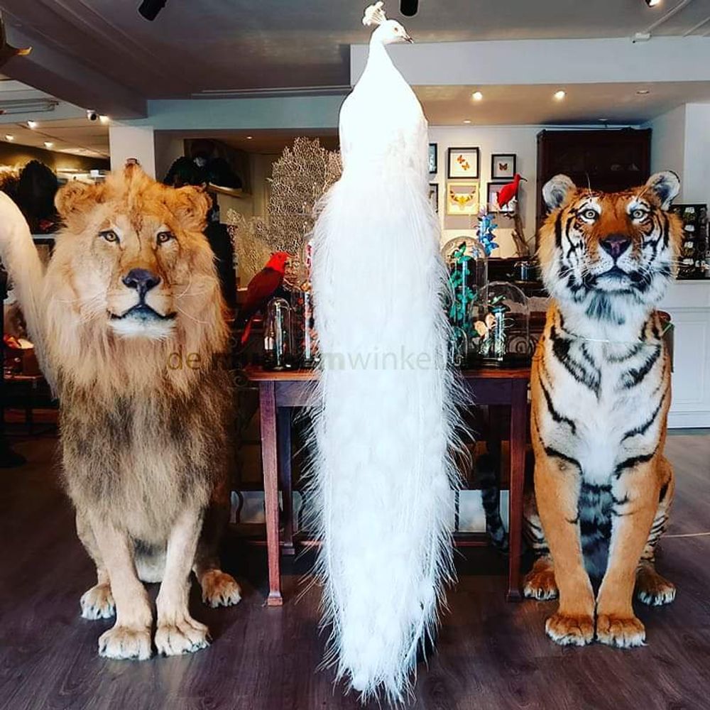 Decorative objects - Lion & Tiger taxidermy - Decorative and unique object - DMW.NU: TAXIDERMY & INTERIOR