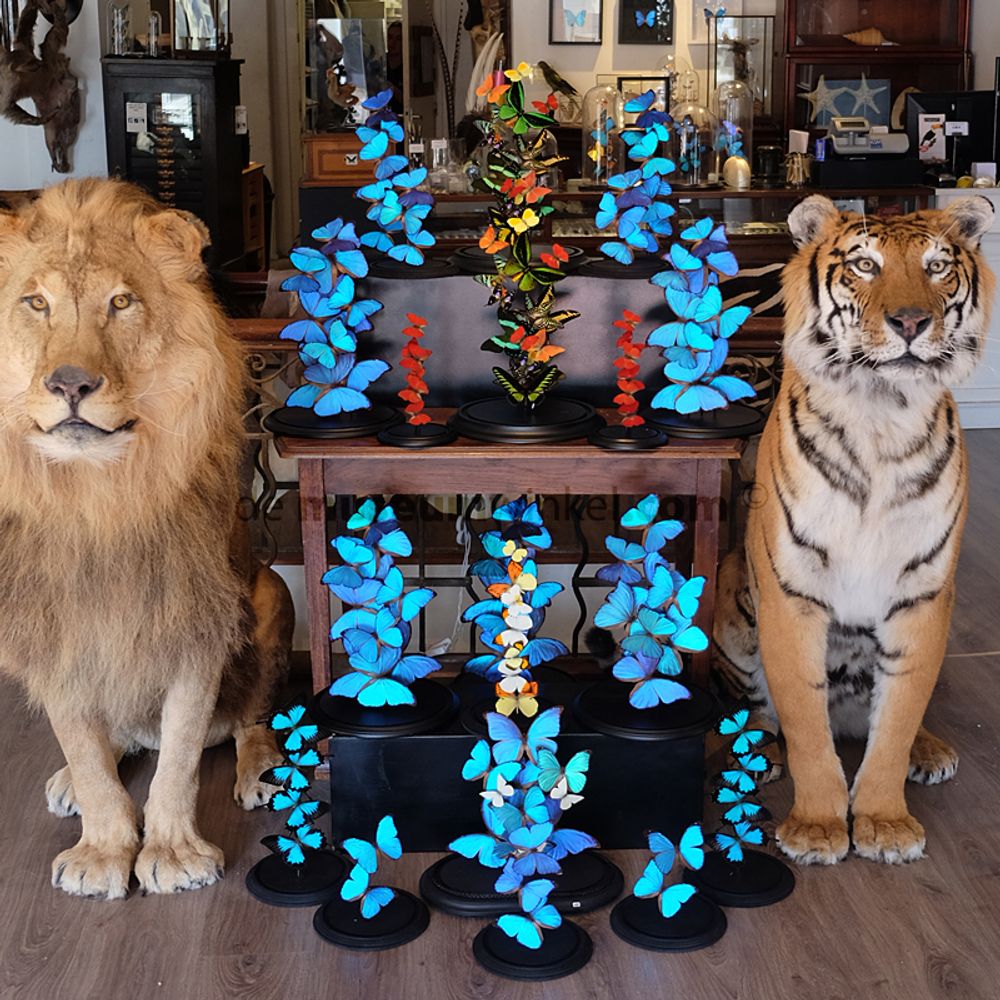 Decorative objects - Lion & Tiger taxidermy - Decorative and unique object - DMW.NU: TAXIDERMY & INTERIOR