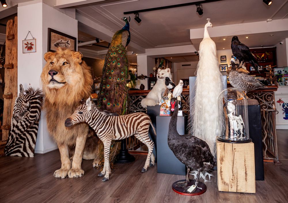 Decorative objects - Lion & Tiger taxidermy - Decorative and unique object - DMW.NU: TAXIDERMY & INTERIOR