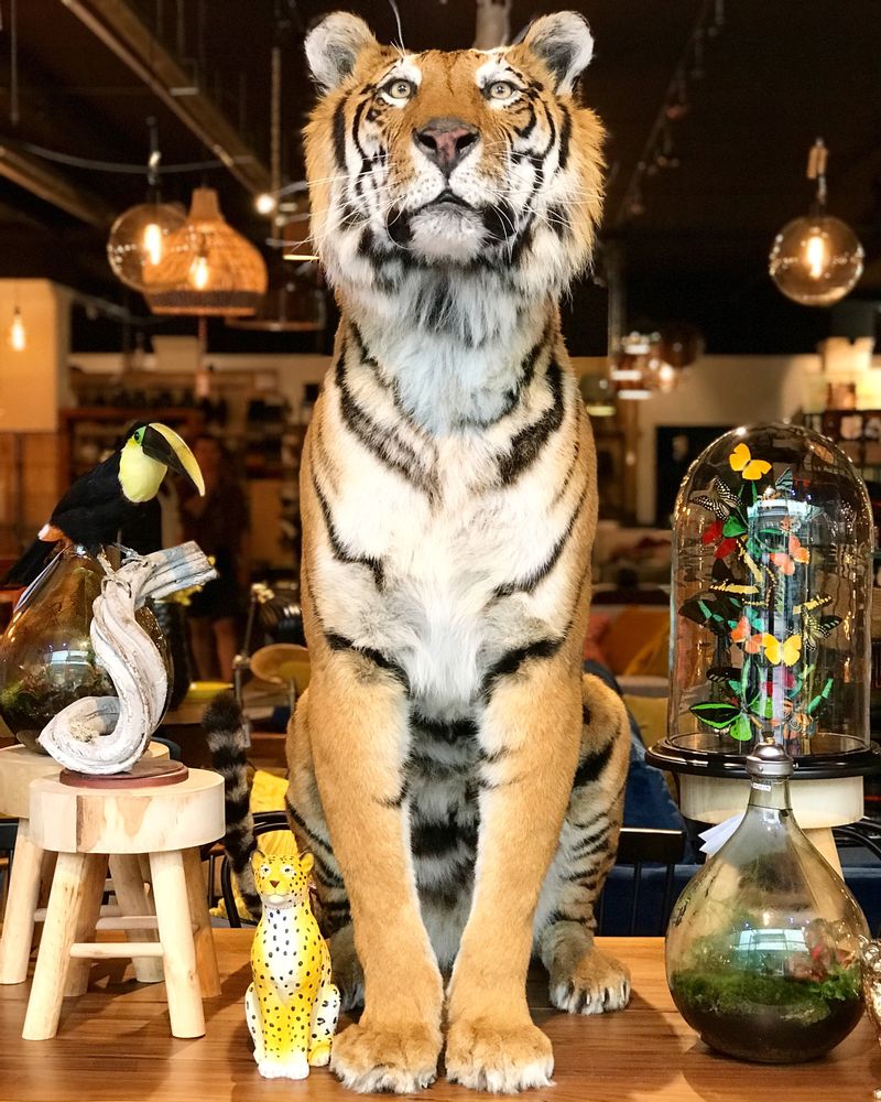 Decorative objects - Lion & Tiger taxidermy - Decorative and unique object - DMW.NU: TAXIDERMY & INTERIOR