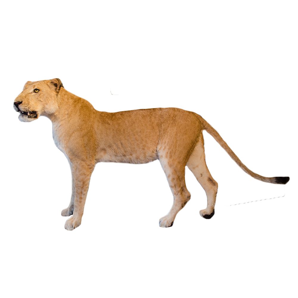 Decorative objects - Lion & Tiger taxidermy - Decorative and unique object - DMW.NU: TAXIDERMY & INTERIOR