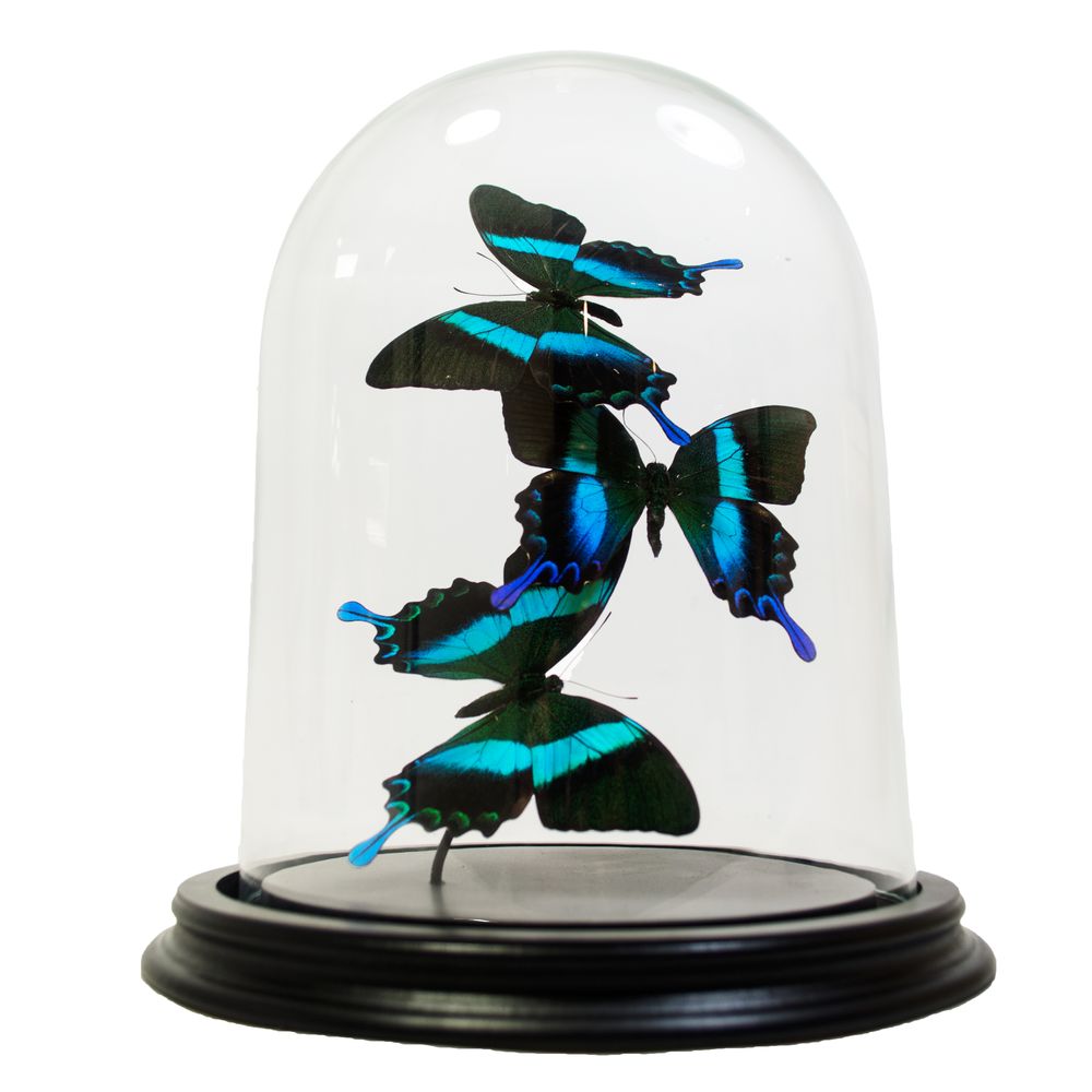Objets de décoration - Butterflydome avec mélange de papillons montés - DMW.NU: TAXIDERMY & INTERIOR