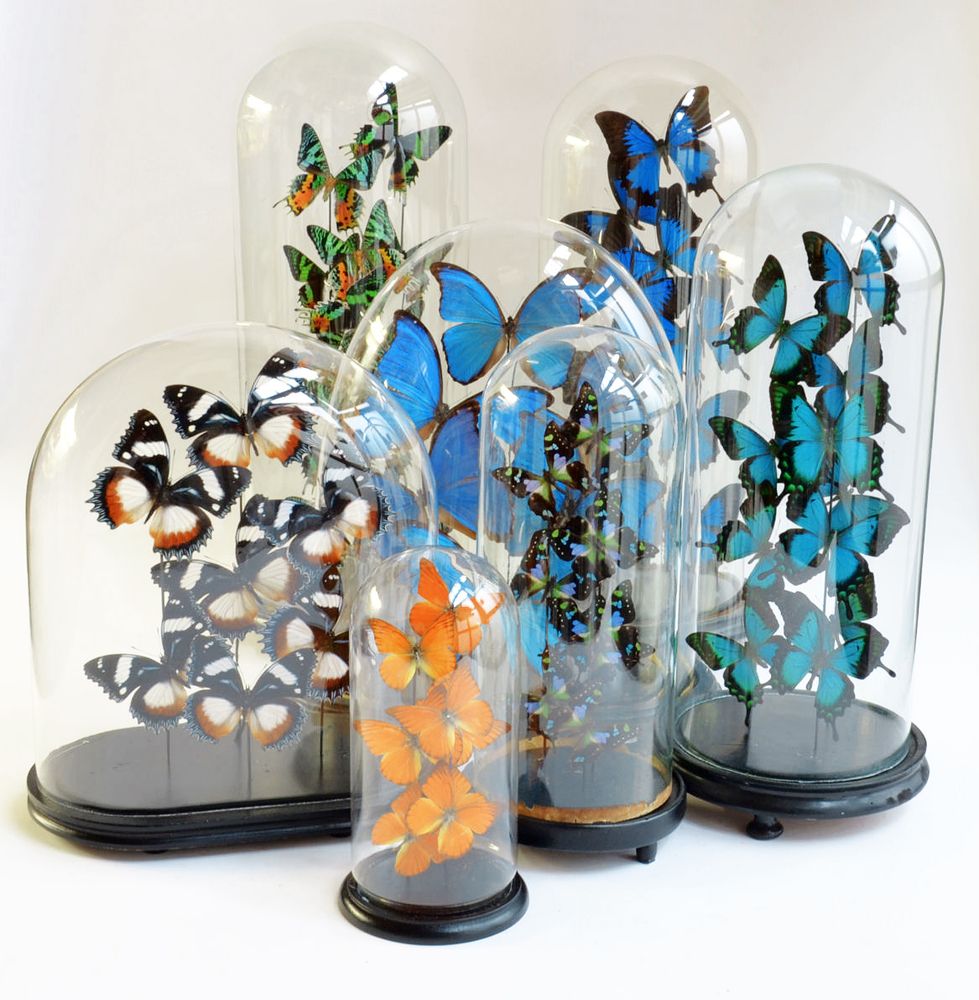 Objets de décoration - Butterflydome avec mélange de papillons montés - DMW.NU: TAXIDERMY & INTERIOR