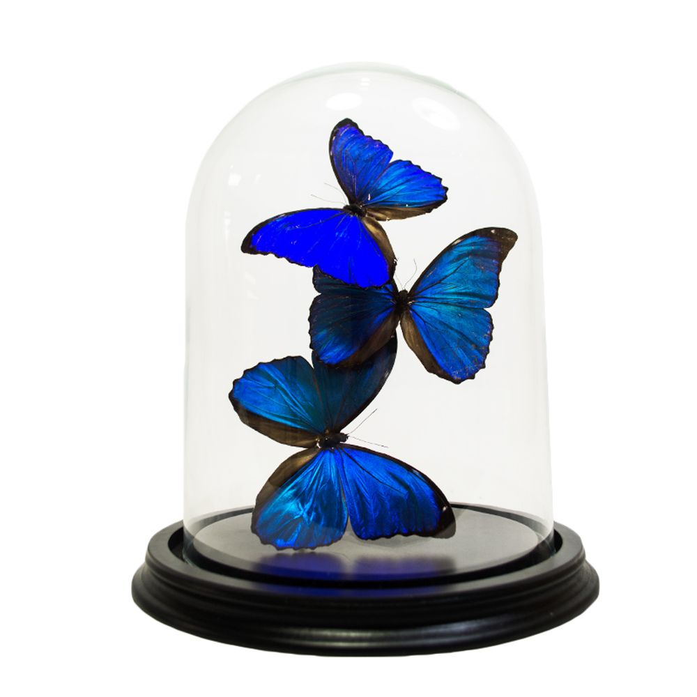 Objets de décoration - Butterflydome avec mélange de papillons montés - DMW.NU: TAXIDERMY & INTERIOR