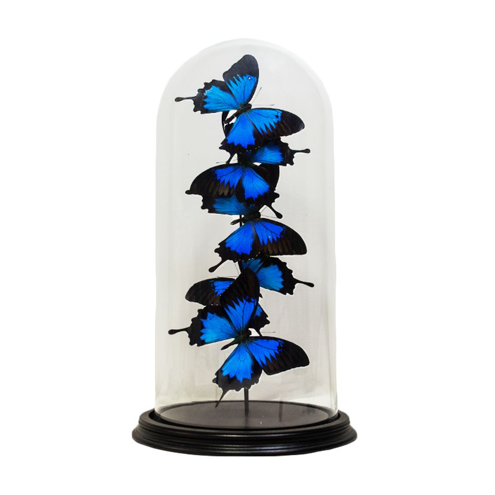 Objets de décoration - Butterflydome avec mélange de papillons montés - DMW.NU: TAXIDERMY & INTERIOR