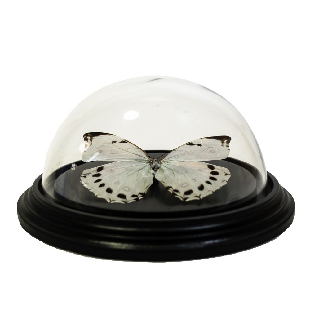 Objets de décoration - Butterflydome avec mélange de papillons montés - DMW.NU: TAXIDERMY & INTERIOR