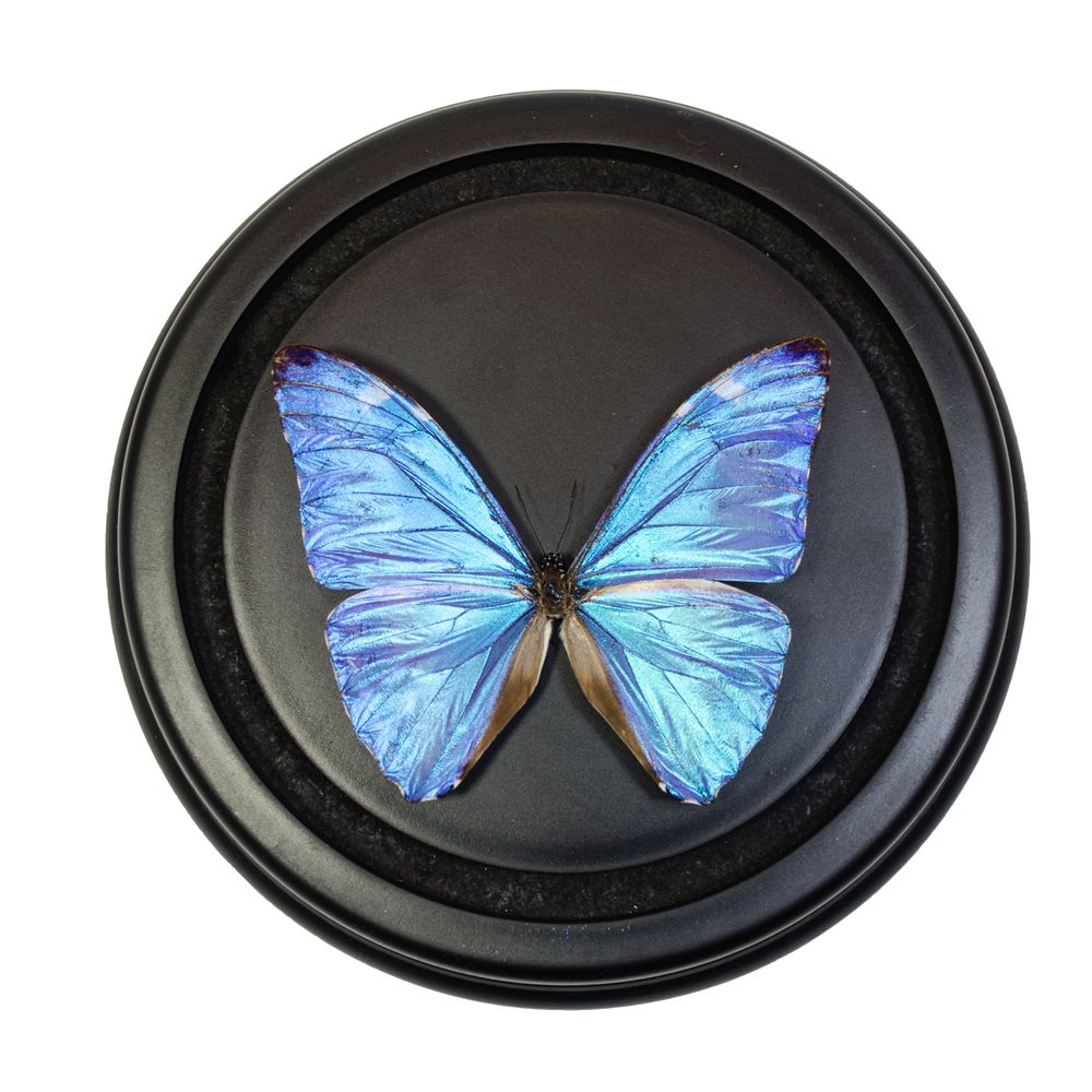 Objets de décoration - Butterflydome avec mélange de papillons montés - DMW.NU: TAXIDERMY & INTERIOR