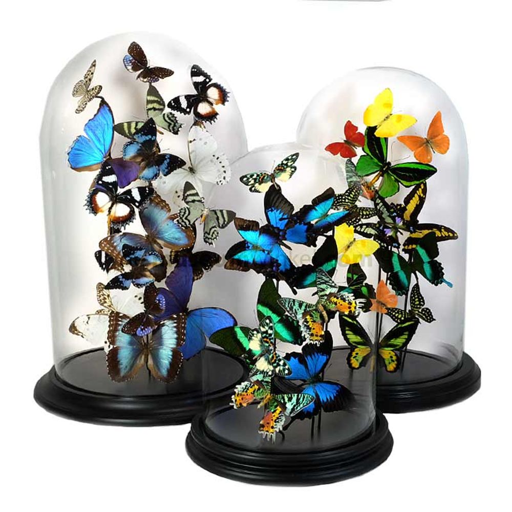 Objets de décoration - Tropical Globe - DMW.NU: TAXIDERMY & INTERIOR