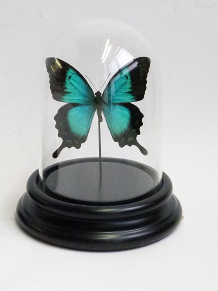 Objets de décoration - Tropical Globe - DMW.NU: TAXIDERMY & INTERIOR