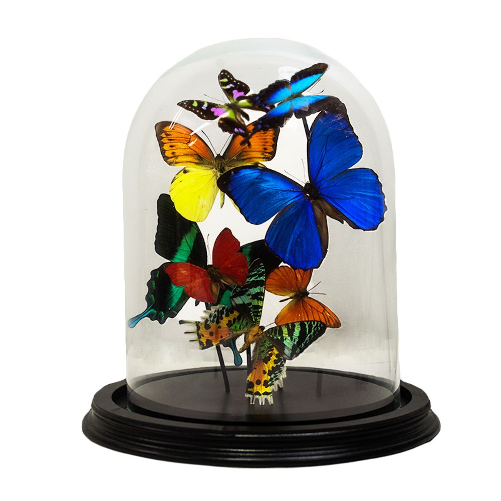 Objets de décoration - Tropical Globe - DMW.NU: TAXIDERMY & INTERIOR