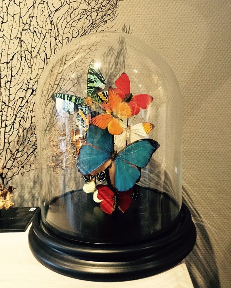 Objets de décoration - Tropical Globe - DMW.NU: TAXIDERMY & INTERIOR