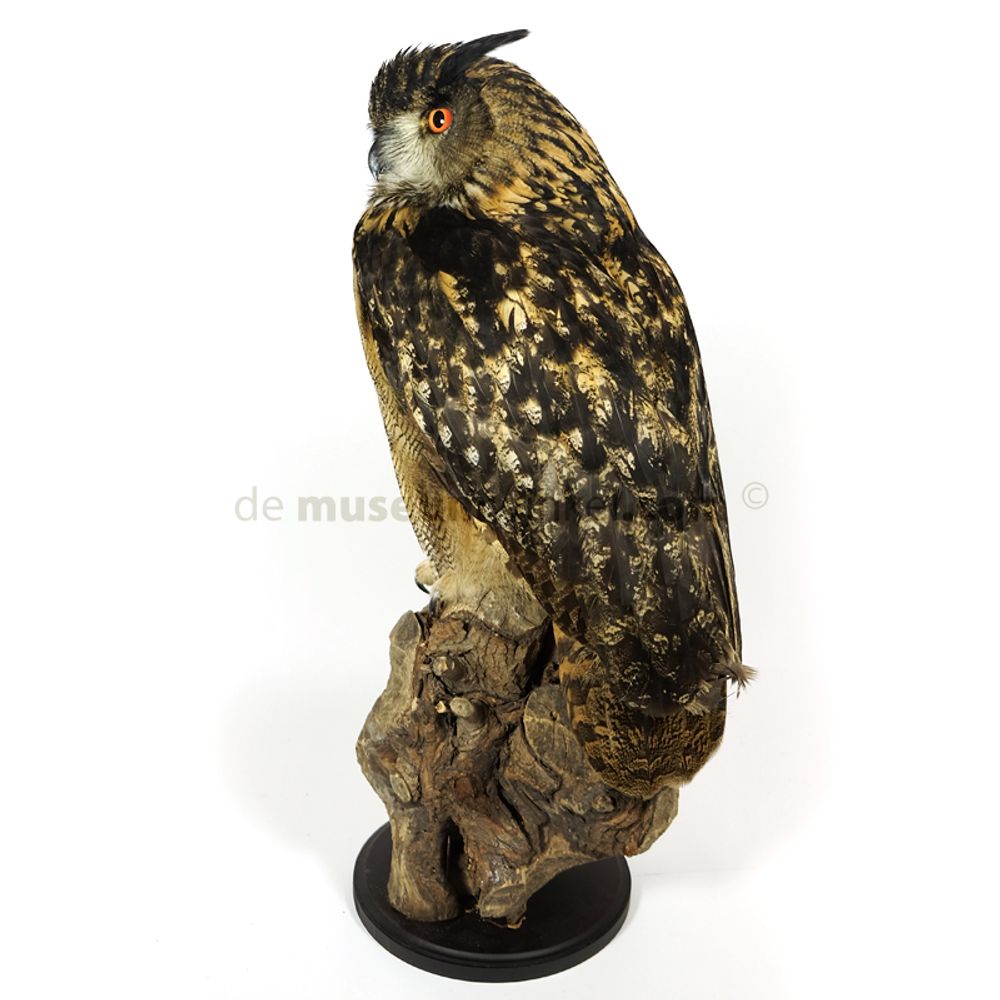 Unique pieces - Owl taxidermy - decorative item - DMW.NU: TAXIDERMY & INTERIOR