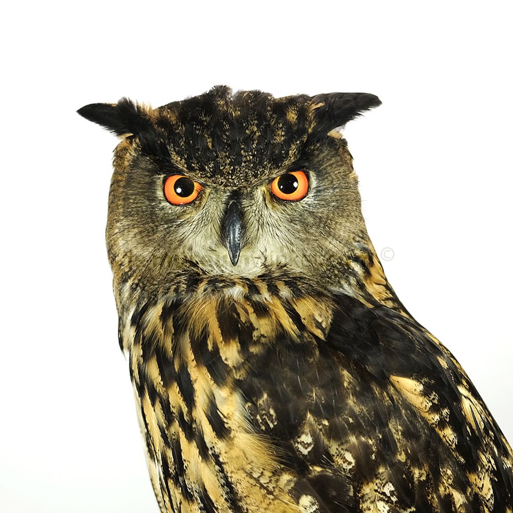 Unique pieces - Owl taxidermy - decorative item - DMW.NU: TAXIDERMY & INTERIOR
