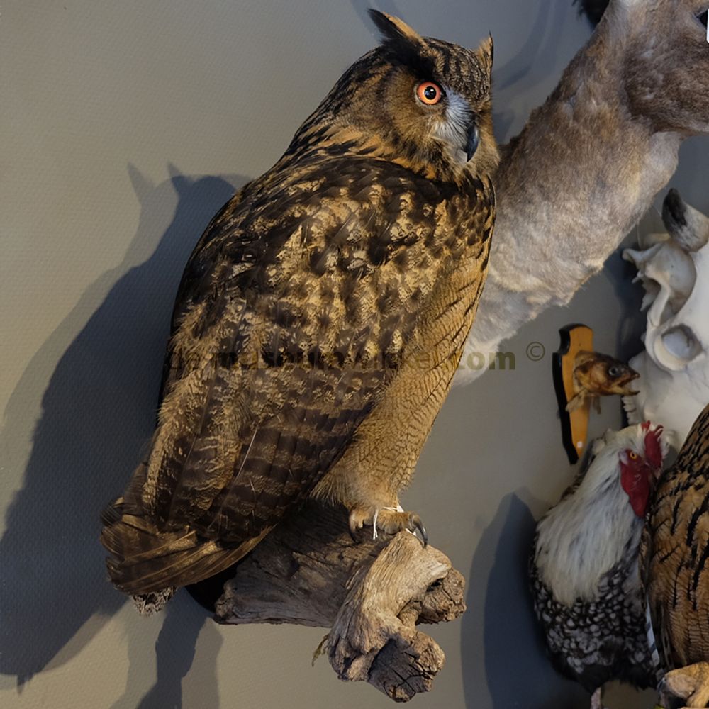 Unique pieces - Owl taxidermy - decorative item - DMW.NU: TAXIDERMY & INTERIOR
