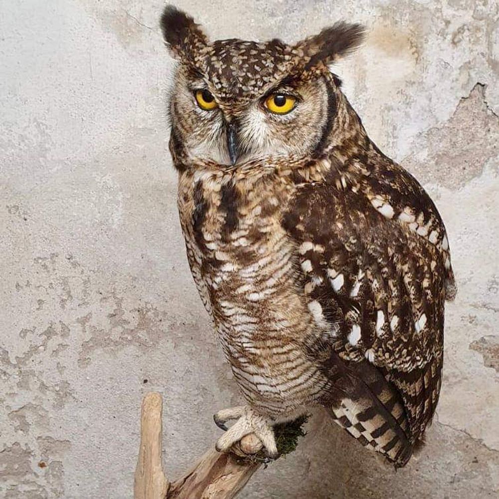 Unique pieces - Owl taxidermy - decorative item - DMW.NU: TAXIDERMY & INTERIOR
