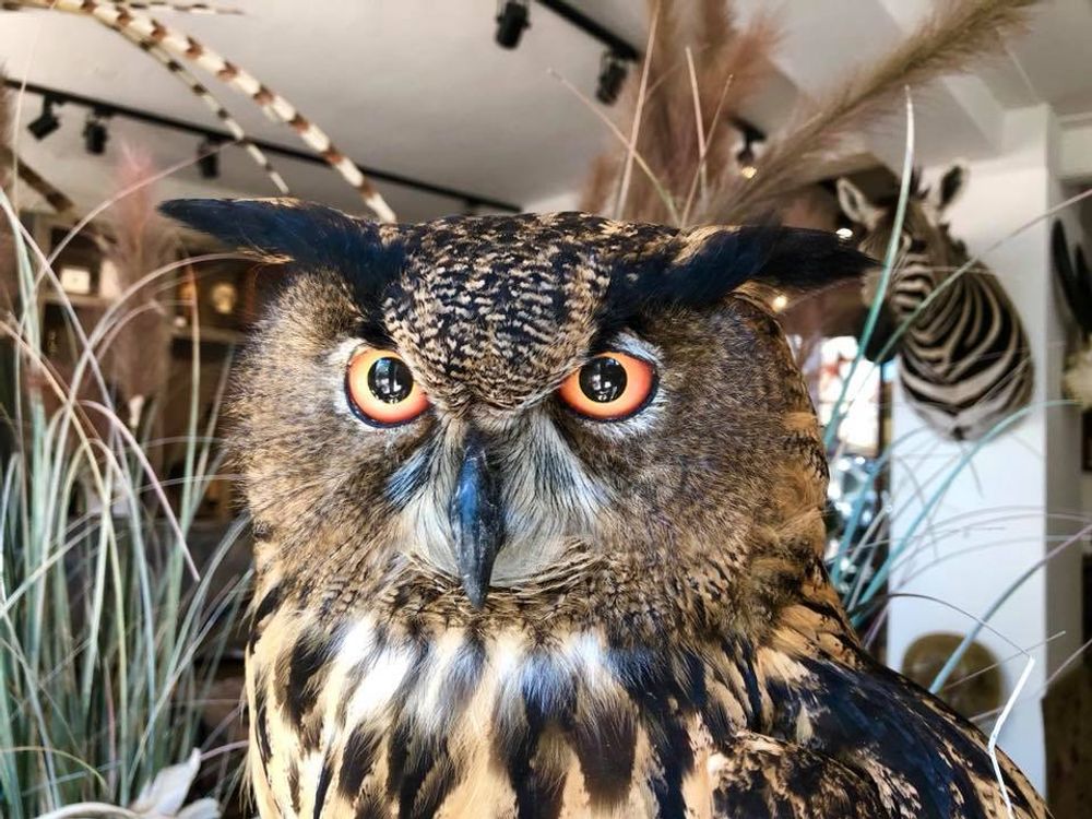 Unique pieces - Owl taxidermy - decorative item - DMW.NU: TAXIDERMY & INTERIOR