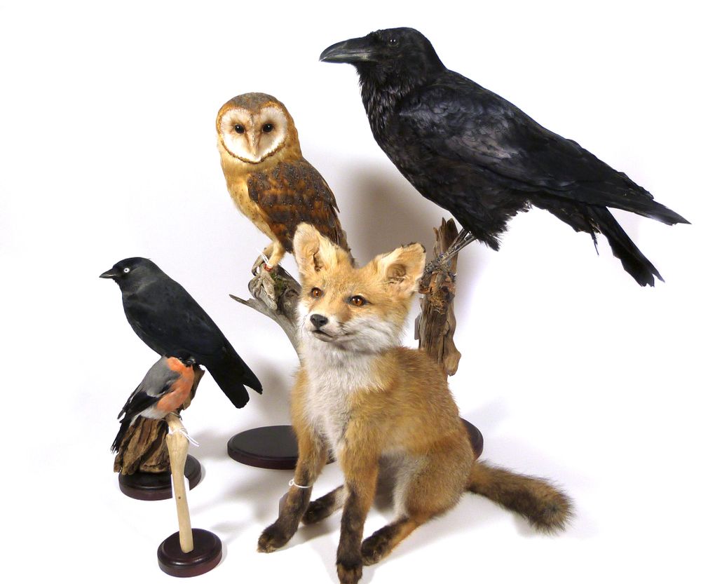 Unique pieces - Owl taxidermy - decorative item - DMW.NU: TAXIDERMY & INTERIOR
