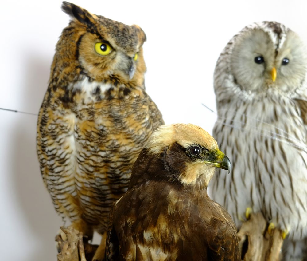 Unique pieces - Owl taxidermy - decorative item - DMW.NU: TAXIDERMY & INTERIOR