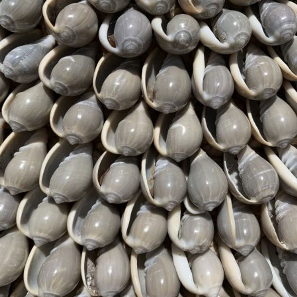 Jewelry - CONCHA tribal shell necklace wall decoration - CASA NATURA