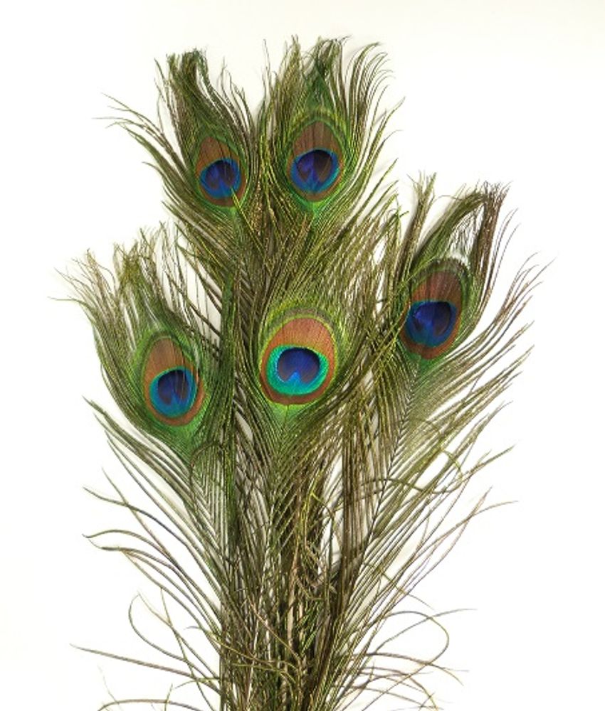 Chapeaux - Plumes de paon - décoration intérieure - DMW.NU: TAXIDERMY & INTERIOR