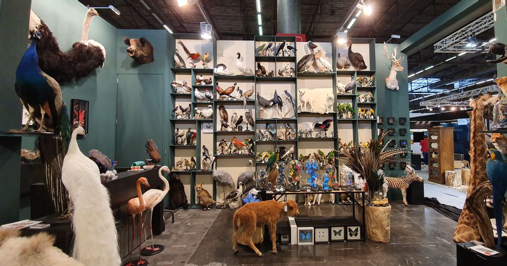 Unique pieces - Interior design with taxidermy - DMW.NU: TAXIDERMY & INTERIOR