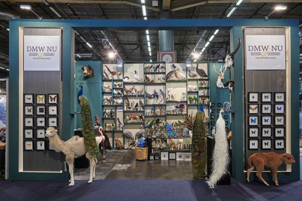 Pièces uniques - Artiste Taxidermie & Wildlife - DMW.NU: TAXIDERMY & INTERIOR