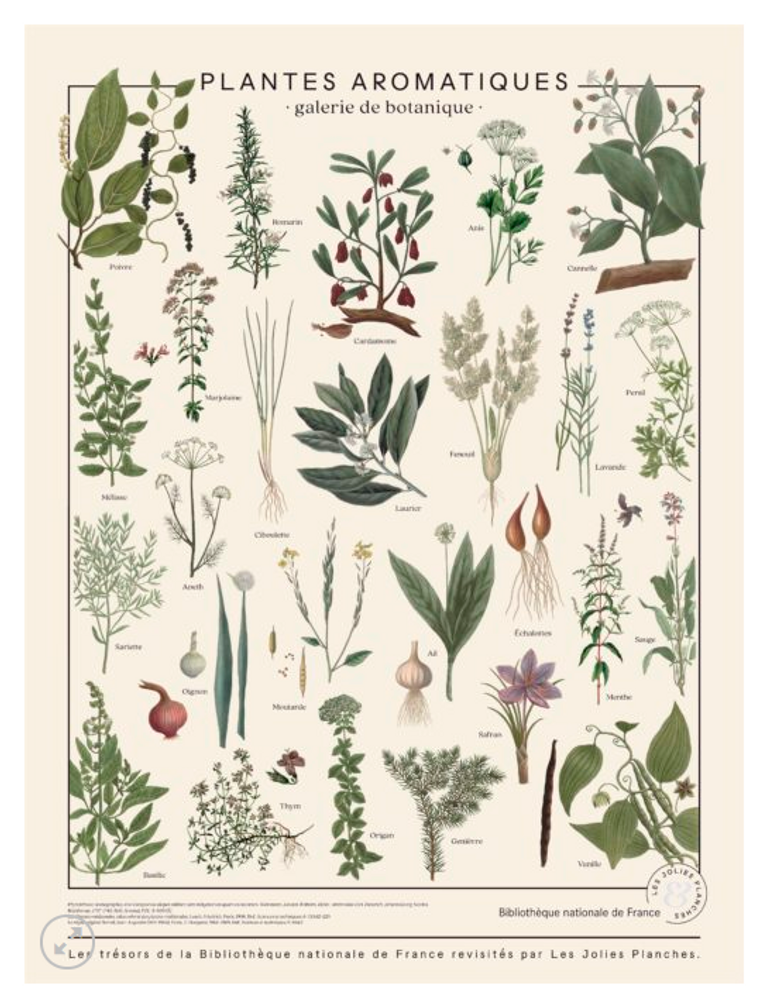 Poster - POSTER I AROMATIC PLANTS - LES JOLIES PLANCHES