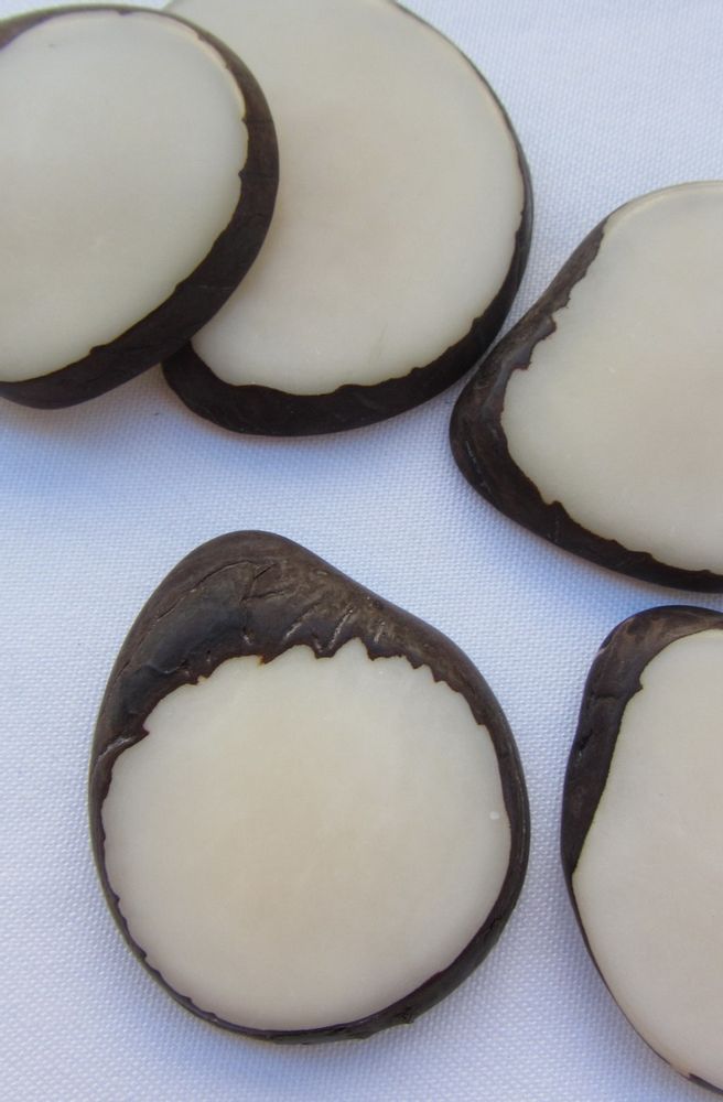 Quincaillerie d'art - Tranches de Tagua. - TIERRATAGUA & CREATIERRA