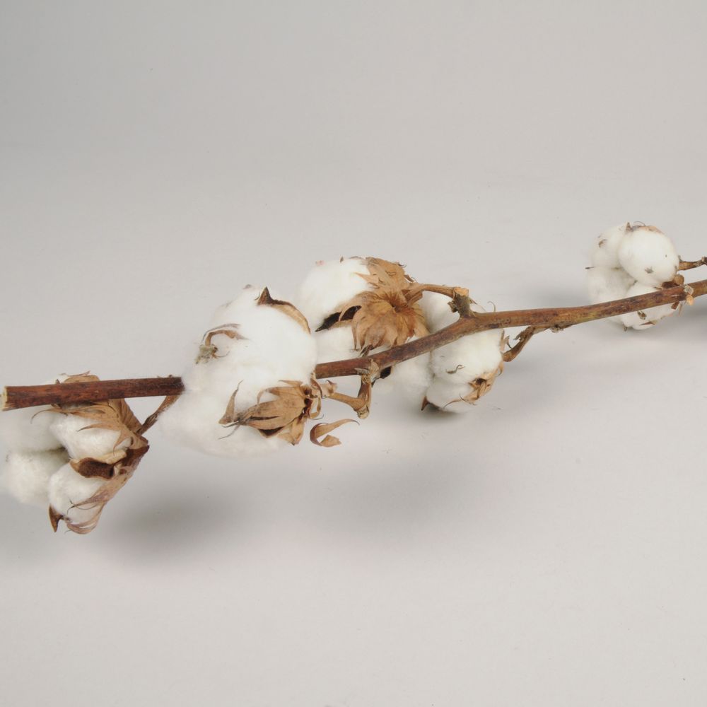 Décorations florales - Branche de fleurs de coton séchées - LE COMPTOIR.COM