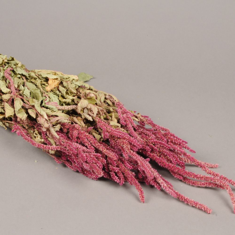Floral decoration - Natural dried amaranthe caudatus - LE COMPTOIR.COM