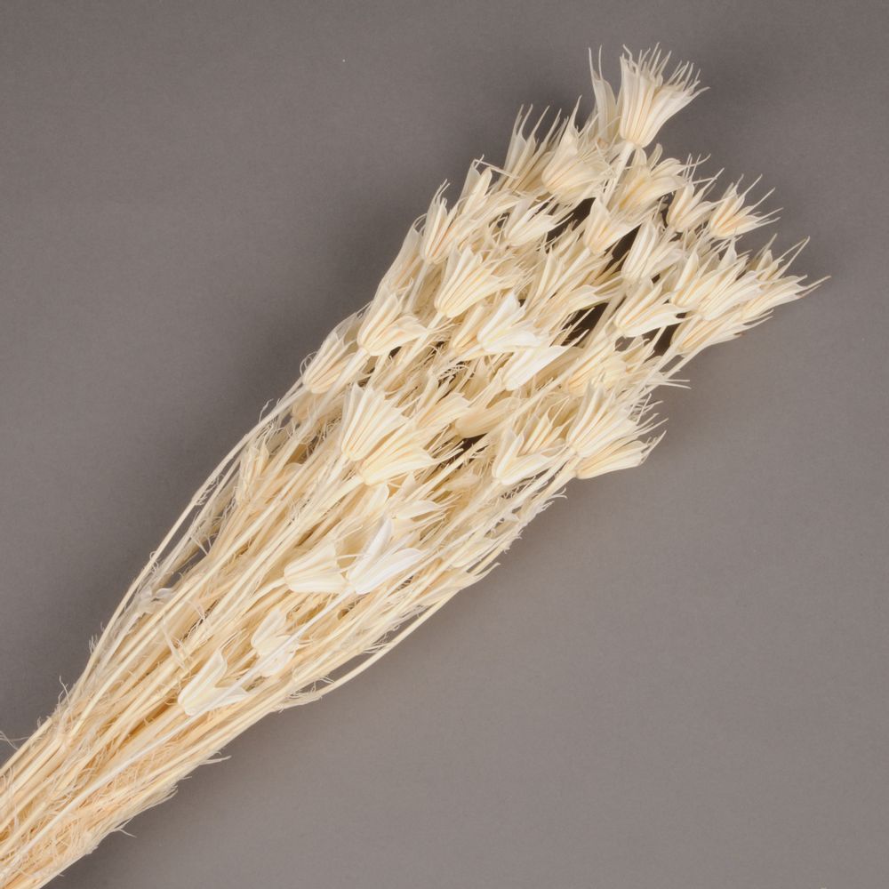 Floral decoration - Bleached Dried Orientalis Nigella - LE COMPTOIR.COM