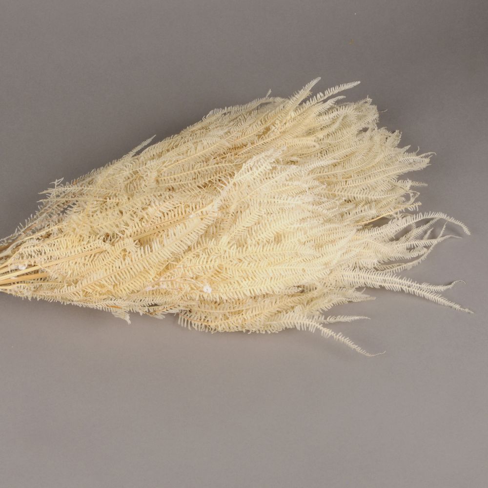 Floral decoration - Bleached stabilized fern - LE COMPTOIR.COM