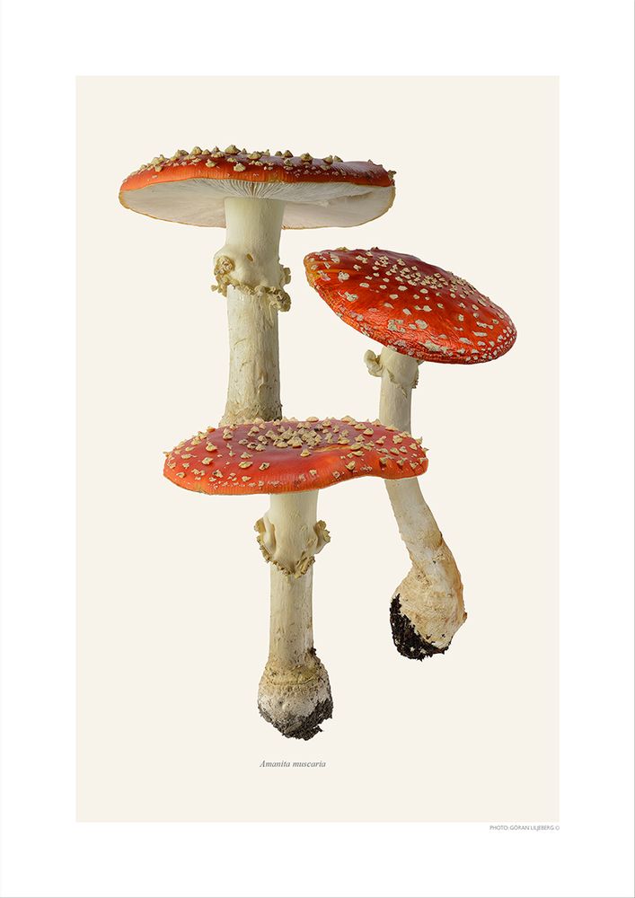 Meubles de cuisines - Des champignons - LILJEBERGS