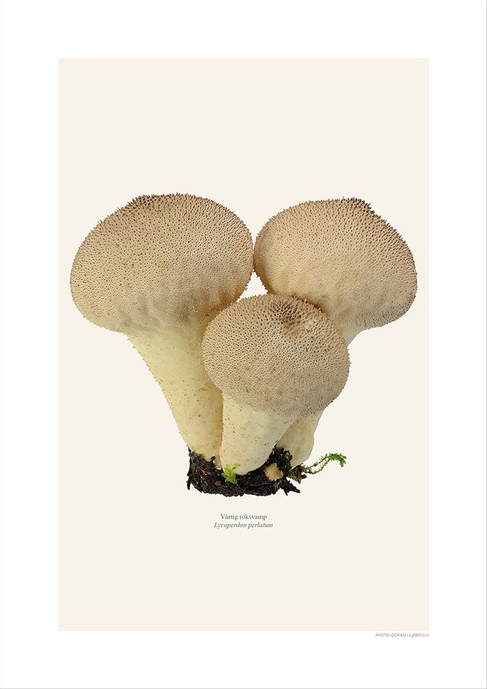 Meubles de cuisines - Des champignons - LILJEBERGS