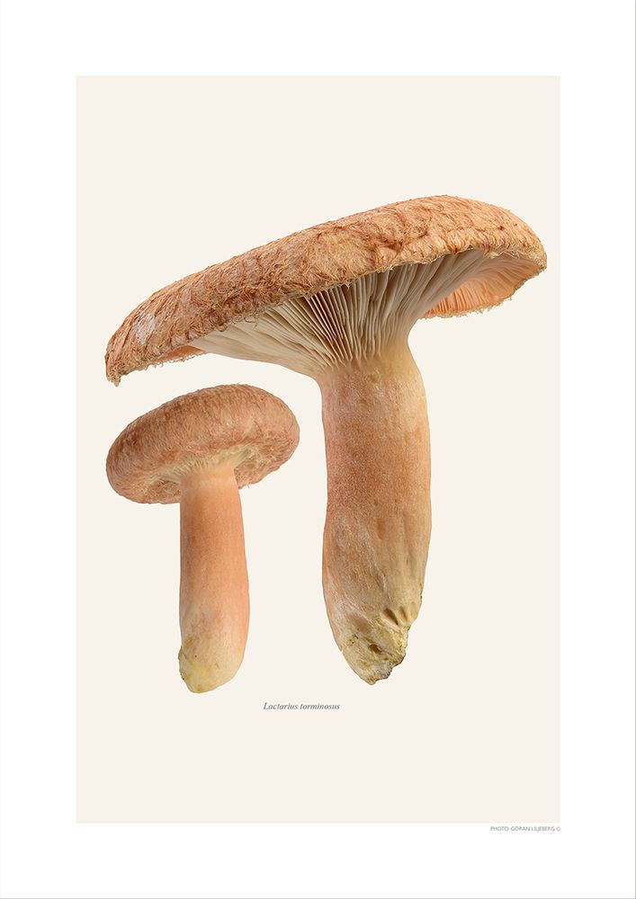 Meubles de cuisines - Des champignons - LILJEBERGS