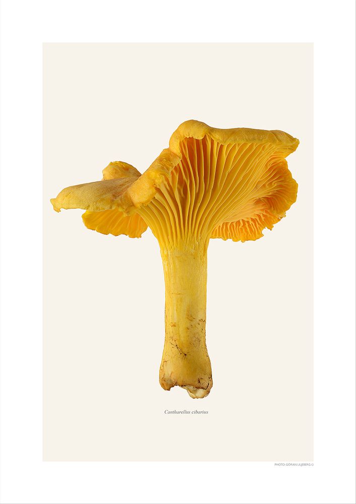 Meubles de cuisines - Des champignons - LILJEBERGS