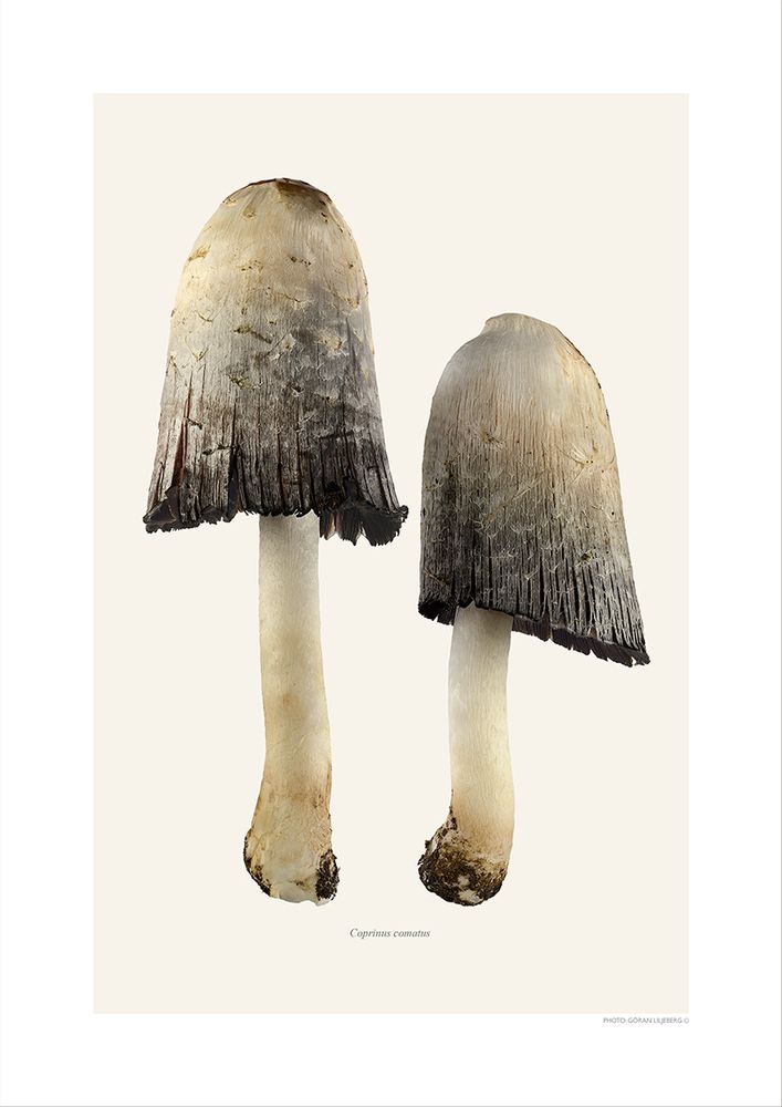 Meubles de cuisines - Des champignons - LILJEBERGS