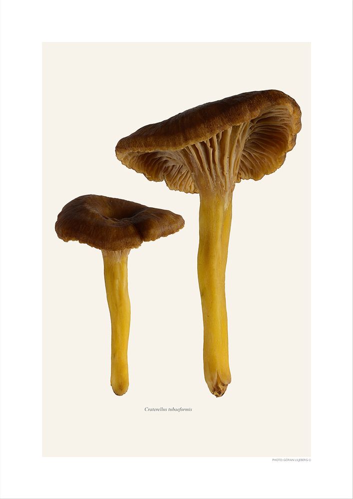 Meubles de cuisines - Des champignons - LILJEBERGS