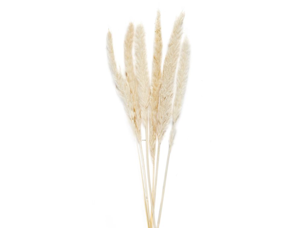 Floral decoration - Phragmitos white dried flower AX70127 - ANDREA HOUSE